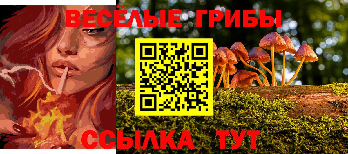 Псилоцибиновые грибы Psilocybe Гусев